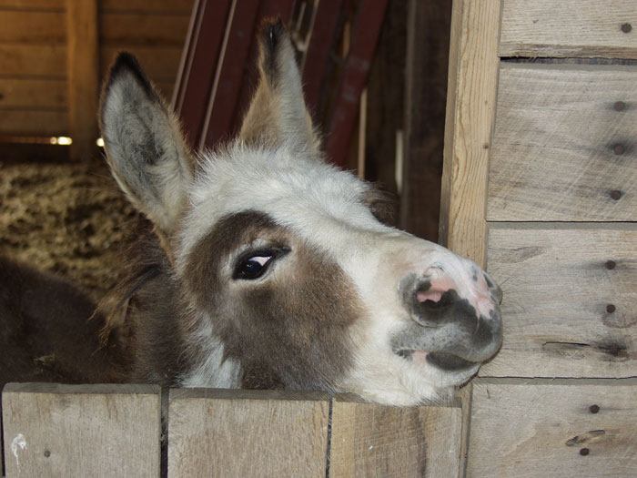 Amenities Double Eagle Ranch Stables and Horse Boarding